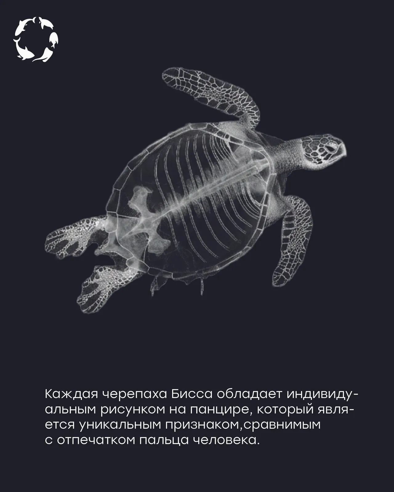 Люминар и океанариум — черепаха бисса