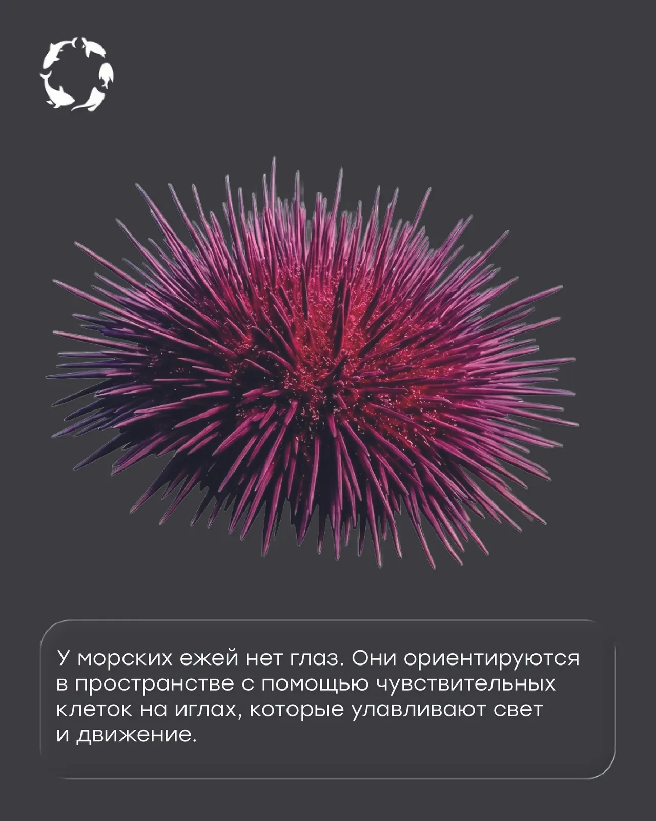 Люминар и океанариум — морской ёж